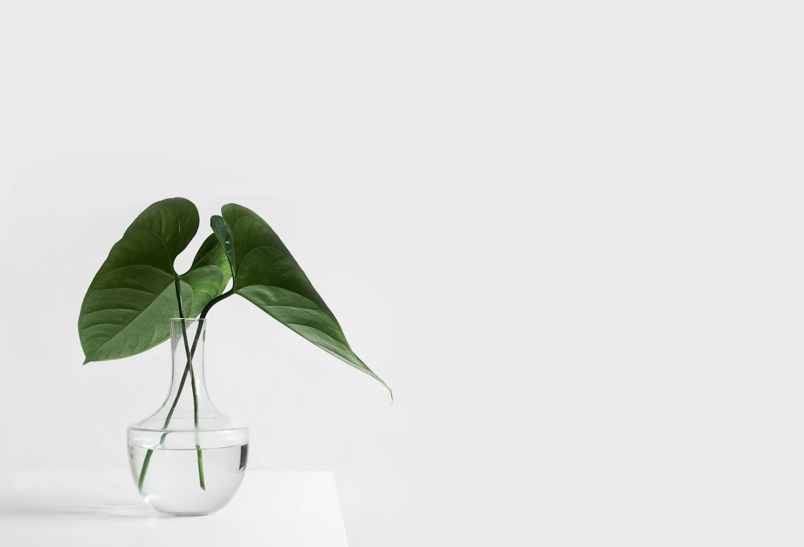 Triphala Beginner Guide bottom line